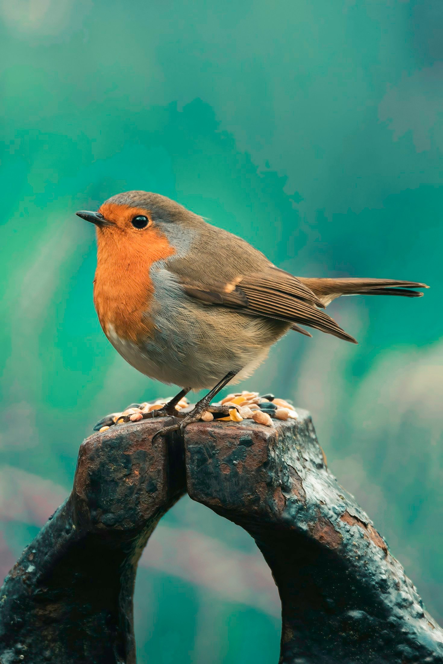 Wie Natur und Literatur in ‚The Robin‘ verschmelzen